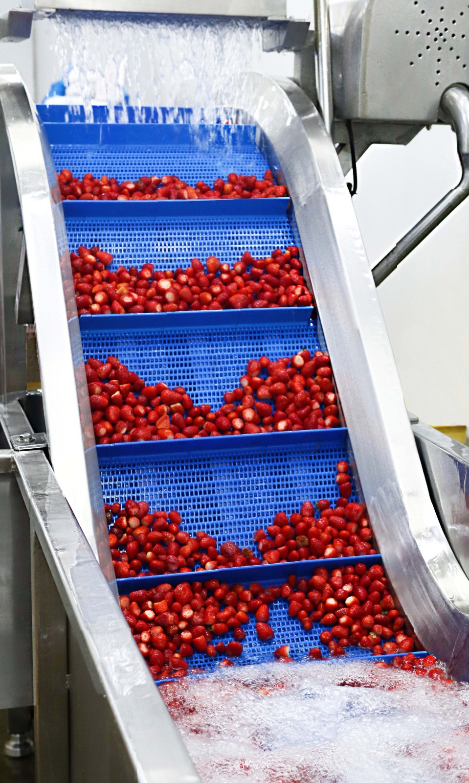 Planta procesadora INDUFRUT — frutas y vegetales congelados